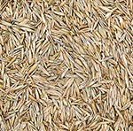 Grass Seeds | Frederick Maryland