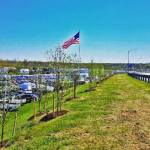commercial trees