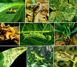 Weed & Pest Control | Frederick Maryland Weed & Pest Control | Frederick Maryland