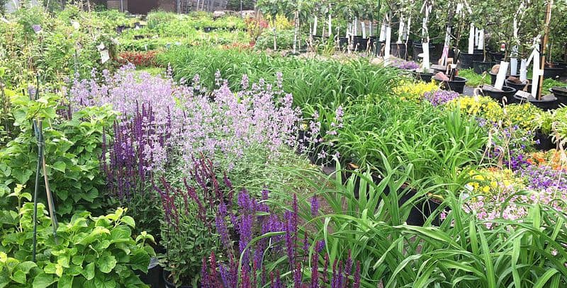 Buy Annuals & Perennials in Frederick Maryland