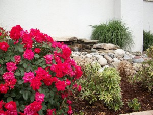 Annuals & Perennials Frederick MD